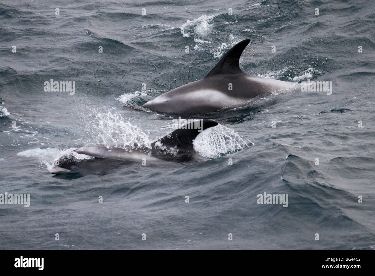 I delfini sufacing e salta fuori di acqua con una splash mostra pinna dorsale nel mare di Barents Foto Stock