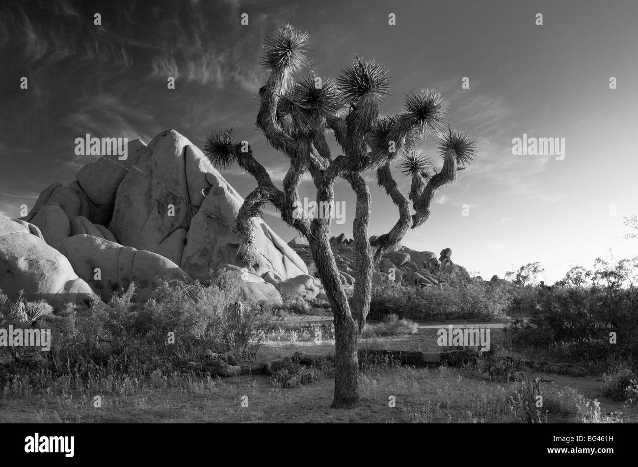 Stati Uniti, California, Joshua Tree National Park Foto Stock