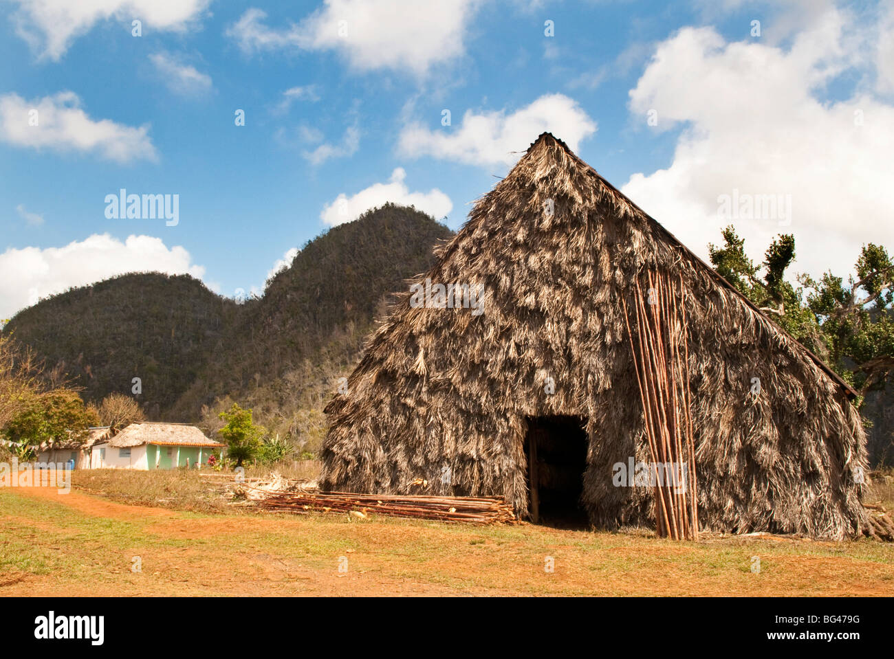 Fattoria di tabacco in Vinales Valley, Cuba, Caraibi Foto Stock