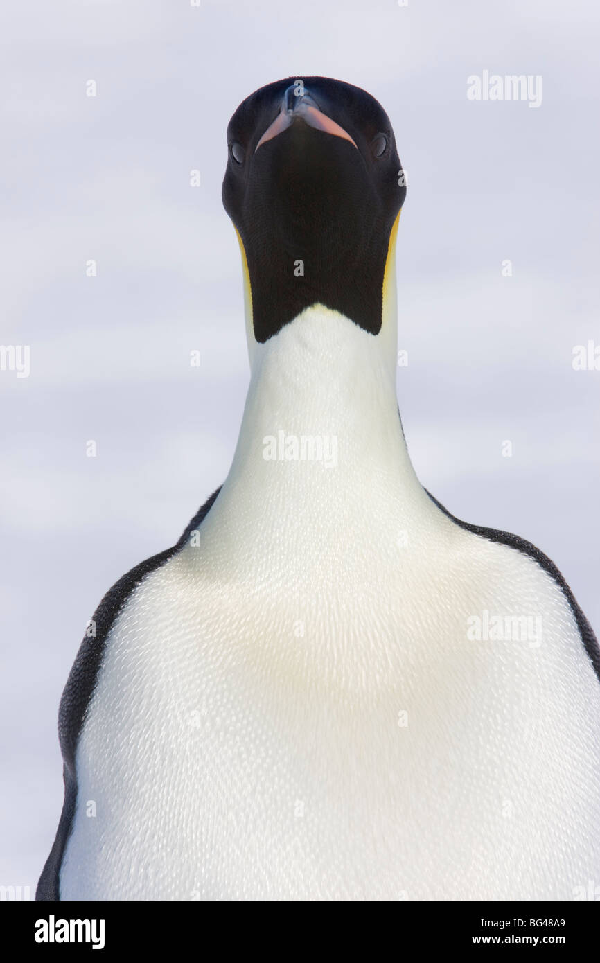 Pinguino imperatore Aptenodytes forsteri, vista ravvicinata di adulto. Snow Hill Island rookery, Antartide. Foto Stock