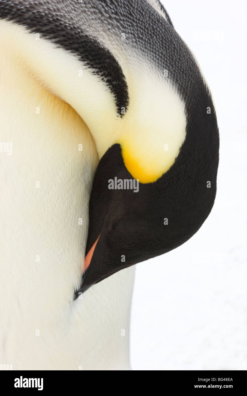 Pinguino imperatore aptenodytes forsteri, vista ravvicinata di adulto. snow hill island rookery, Antartide Foto Stock