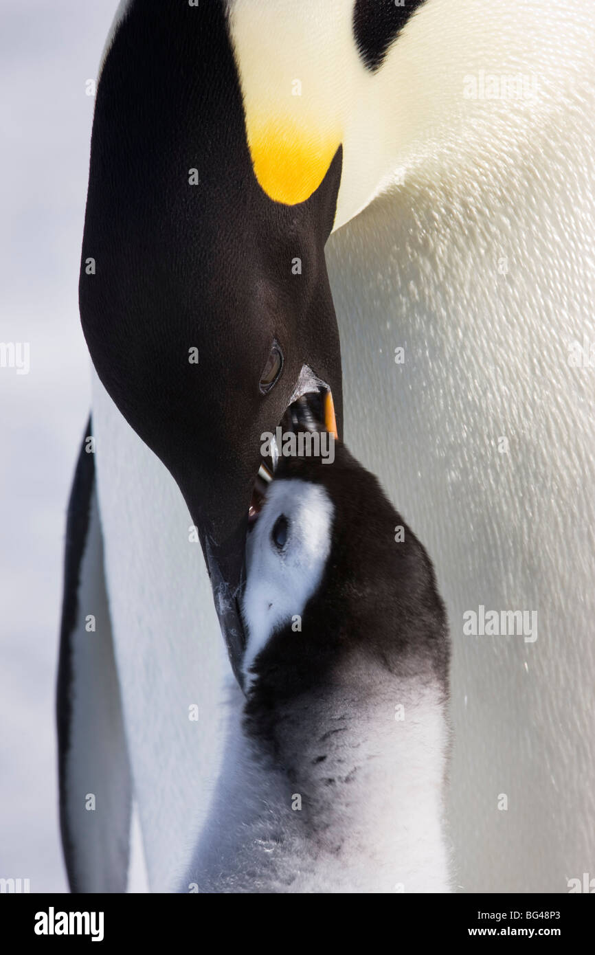 Pinguino imperatore alimentazione dei giovani chick a snow hill island rookery, mare di Weddell, Antartide. Foto Stock
