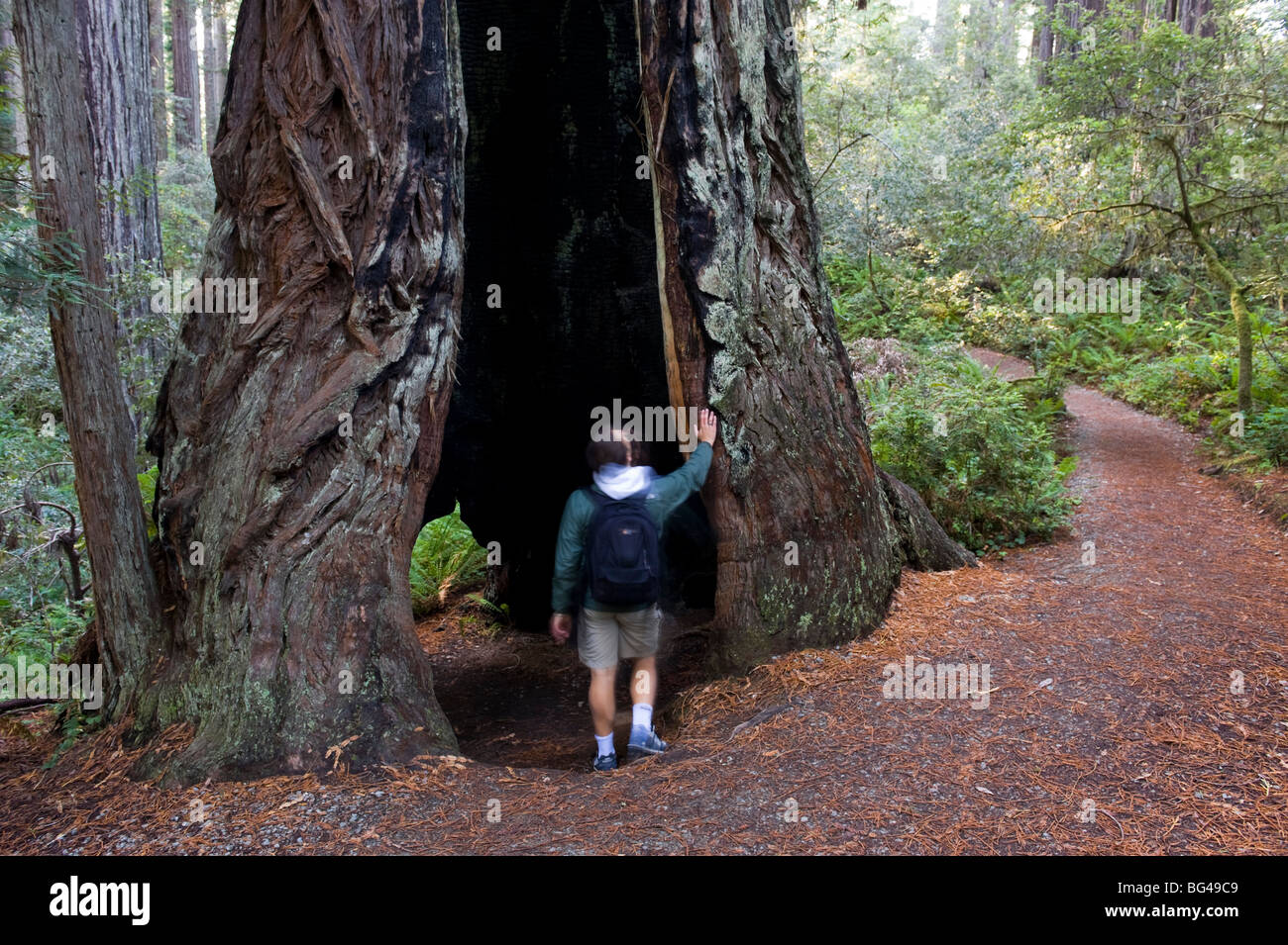 Stati Uniti, California, Parco Nazionale di Redwood, albero di Sequoia Forest (MR) Foto Stock