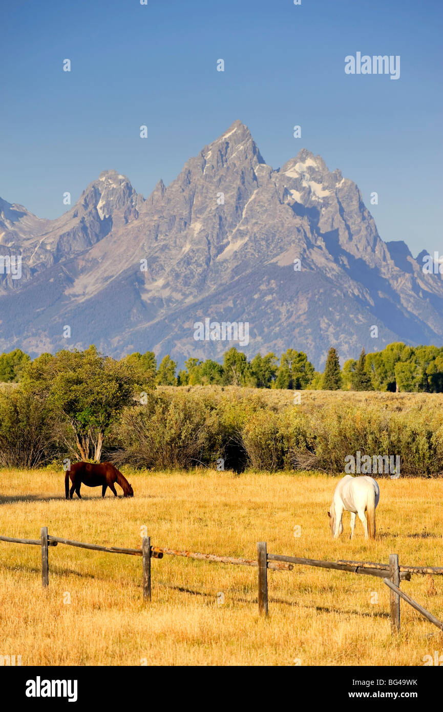 Cavalli e Teton Mountain Range, il Parco Nazionale del Grand Teton, Wyoming USA Foto Stock