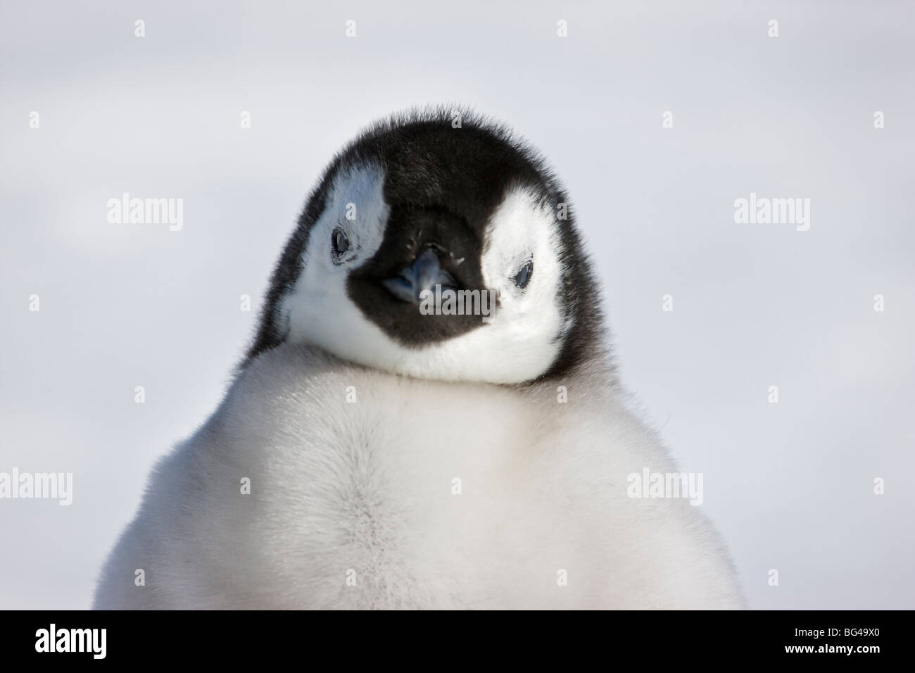Giovane imperatore penguin chick a Snow Hill Island rookery, Mare di Weddell, Antartide. Foto Stock