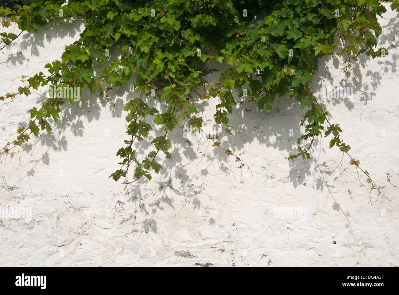 Vitigni appendere su una parete dipinta di bianco in Grecia Foto Stock