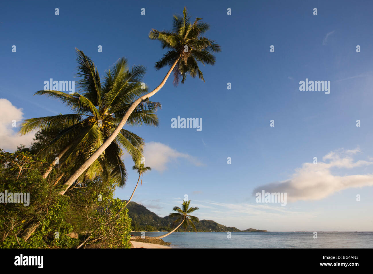 Seychelles, Isola di Mahe, palme, Fairyland Beach, alba Foto Stock