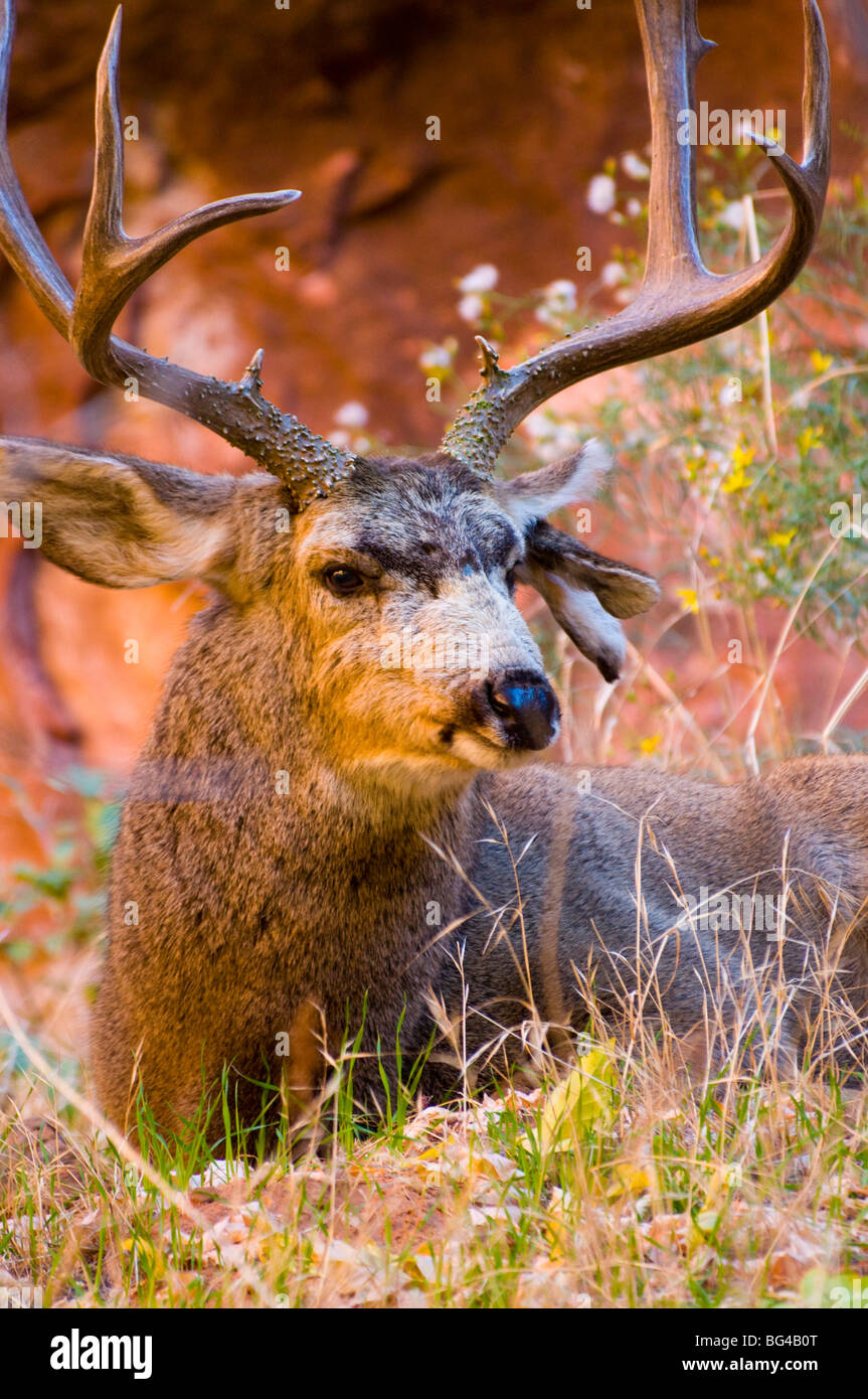 Stati Uniti d'America, Utah, Parco Nazionale Zion, Mule Deer Buck Foto Stock