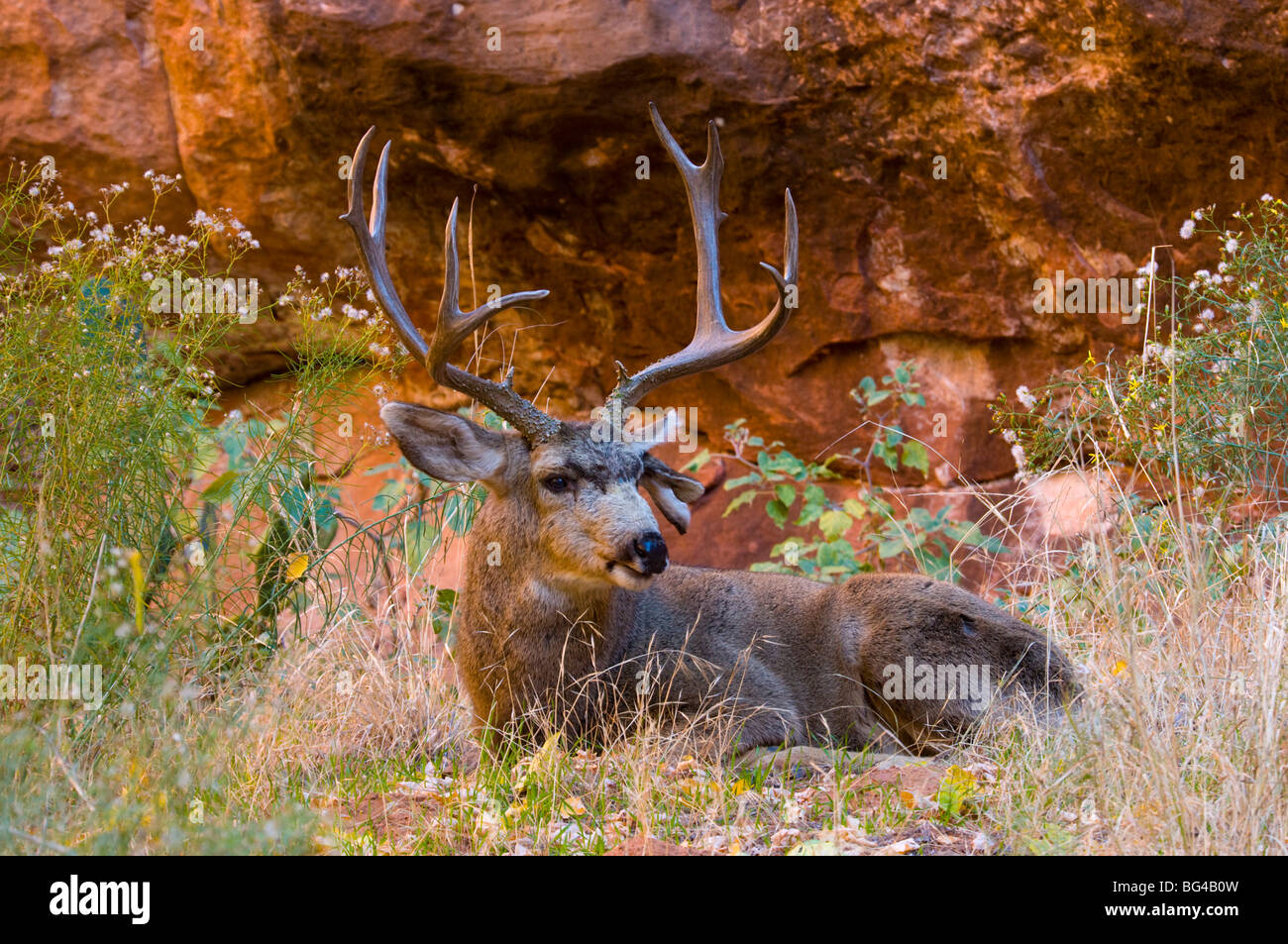 Stati Uniti d'America, Utah, Parco Nazionale Zion, Mule Deer Buck Foto Stock