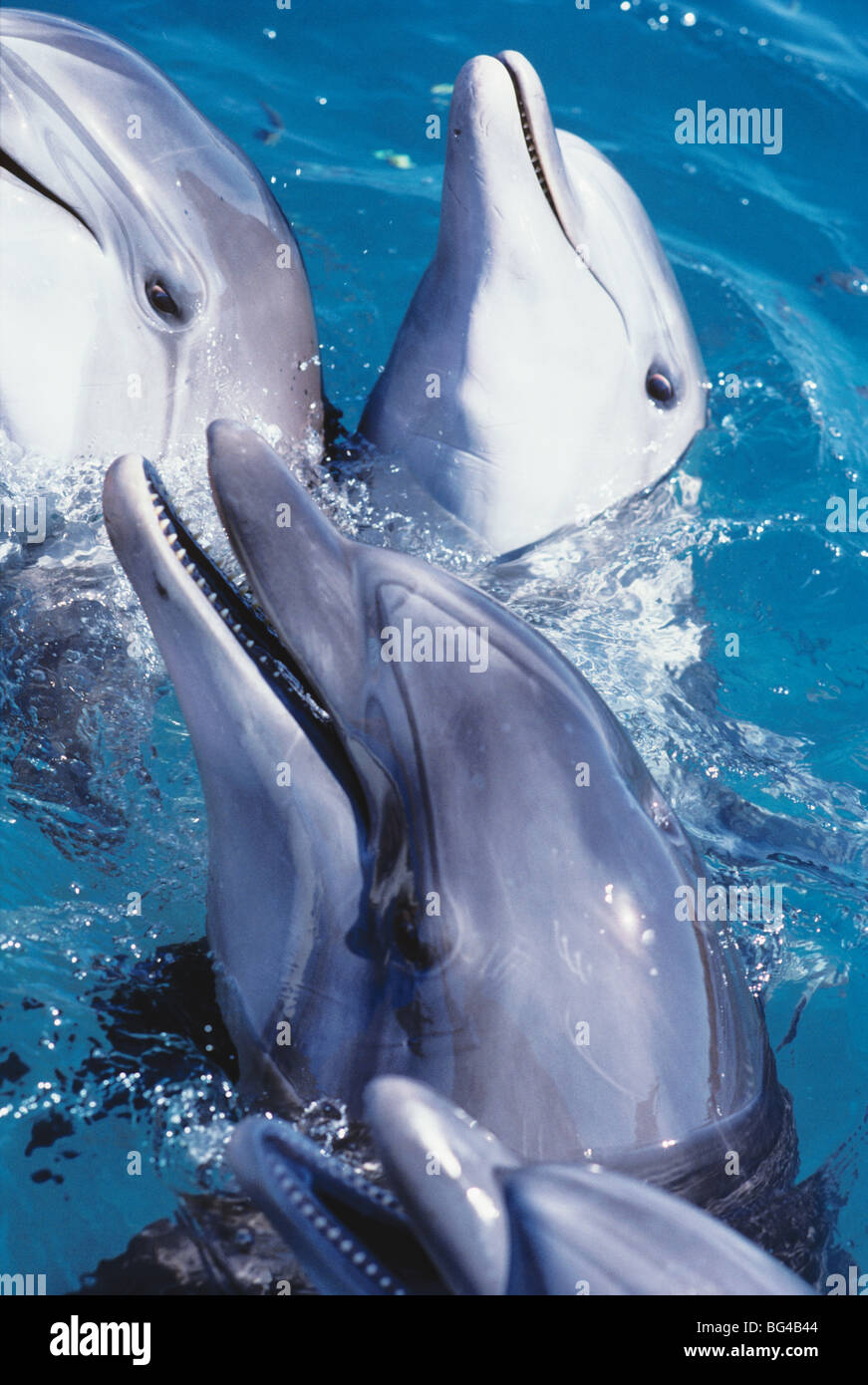 I delfini (tursiops truncatus), Dolphin Reef, Eilat, Israele - Mare Rosso. Foto Stock