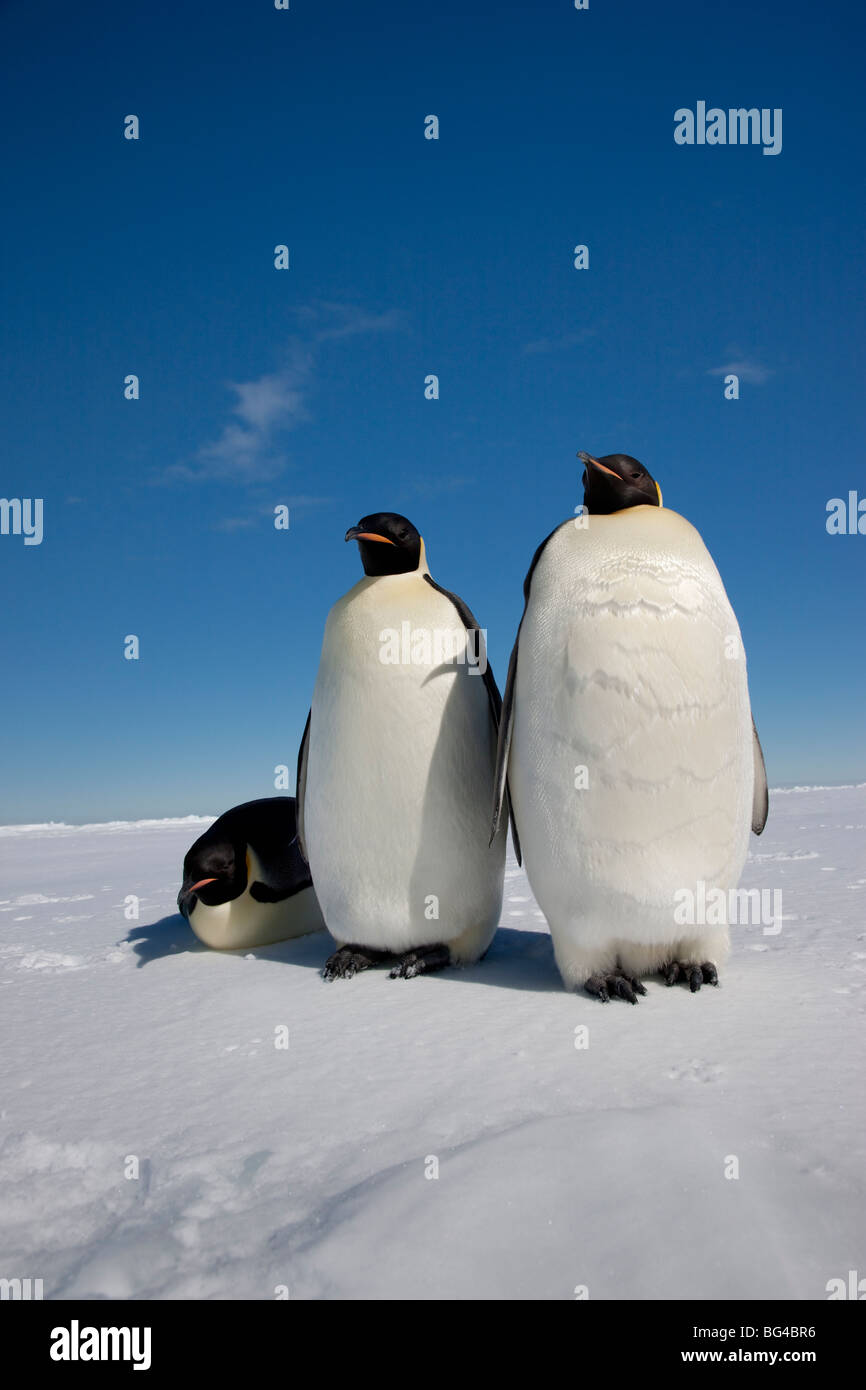 Pinguini imperatore (aptenodytes forsteri), snow hill island, mare di Weddell, Antartide Foto Stock
