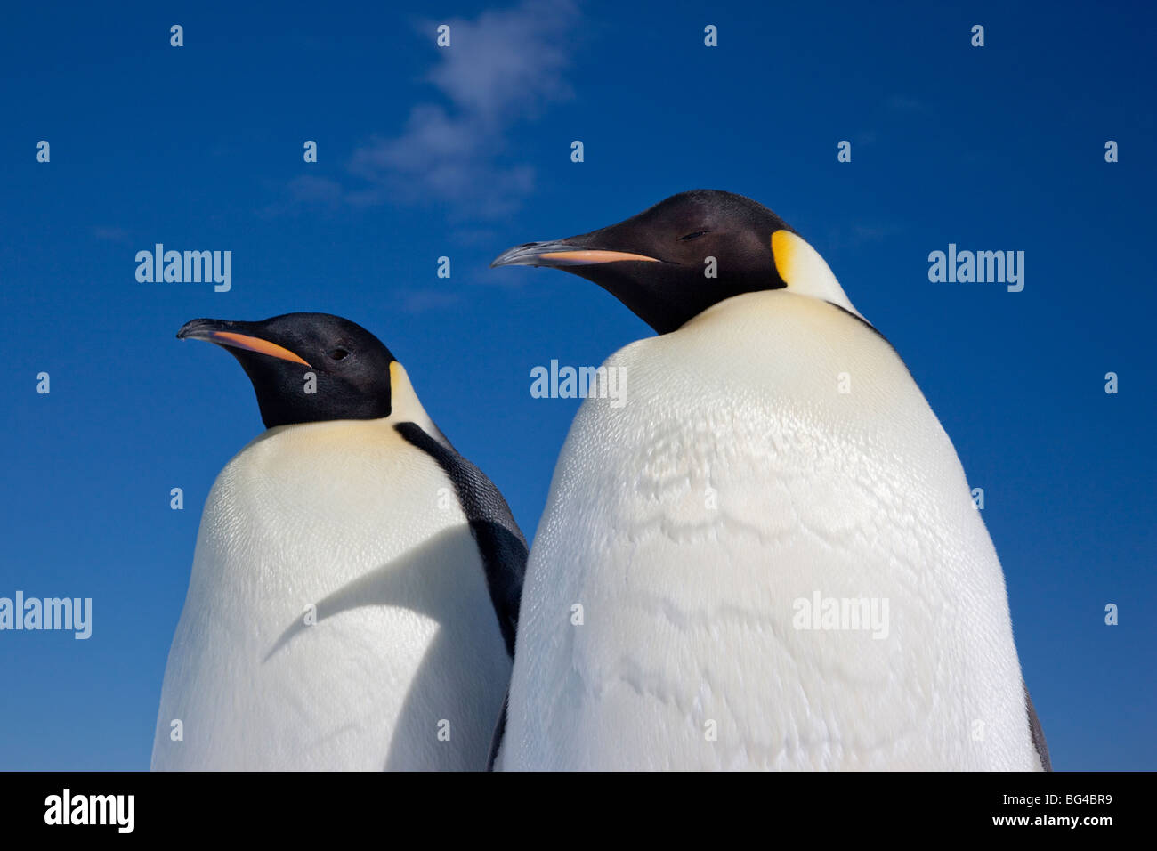 Pinguini imperatore (aptenodytes forsteri), snow hill island, mare di Weddell, Antartide Foto Stock