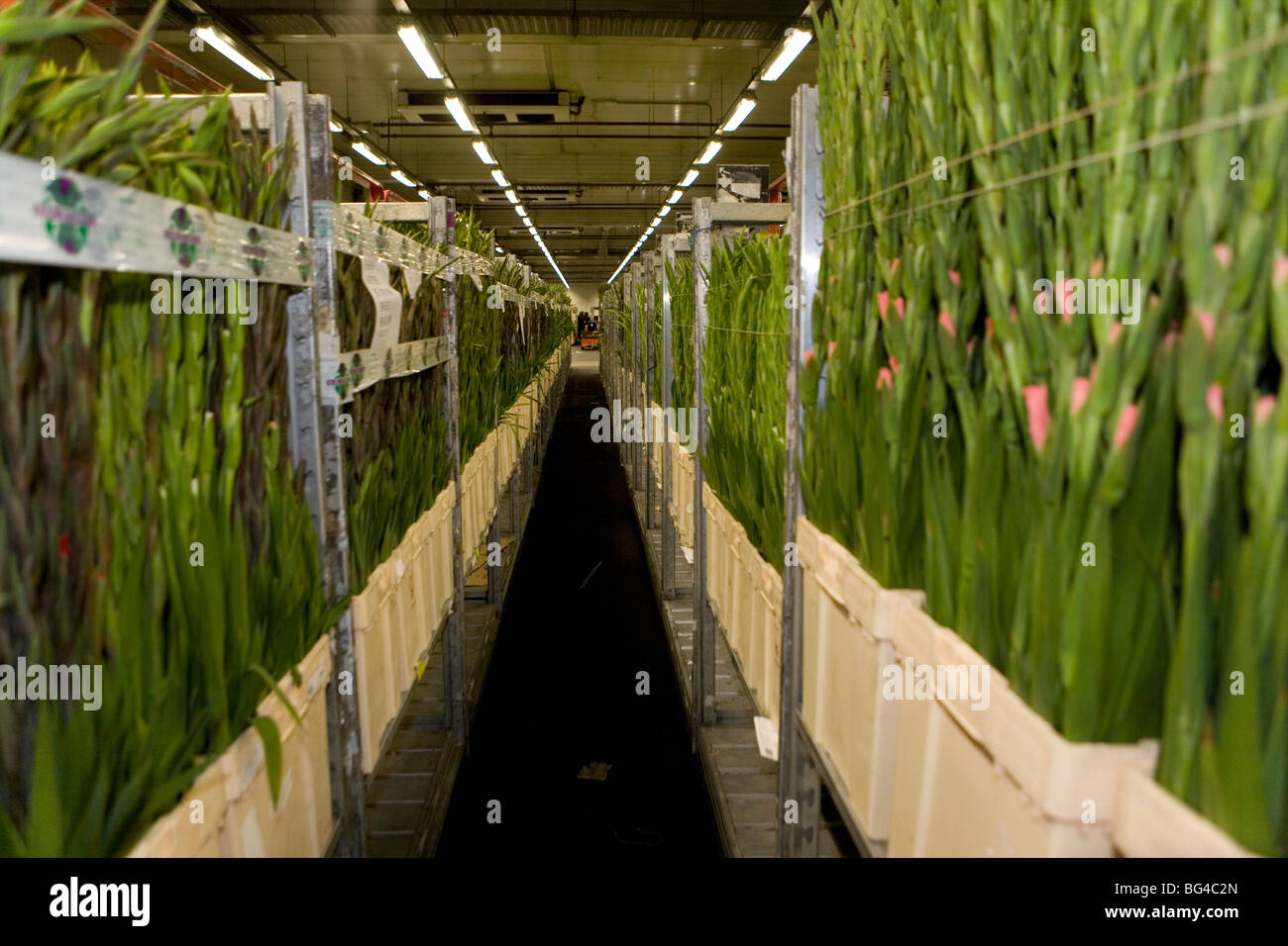 Asta dei fiori di Aalsmeer, una cooperativa di 6000 (fiore) gli agricoltori dei Paesi Bassi Foto Stock