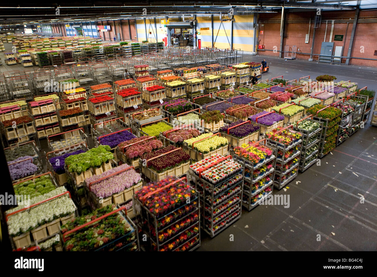 Asta dei fiori di Aalsmeer, una cooperativa di 6000 (fiore) gli agricoltori dei Paesi Bassi Foto Stock
