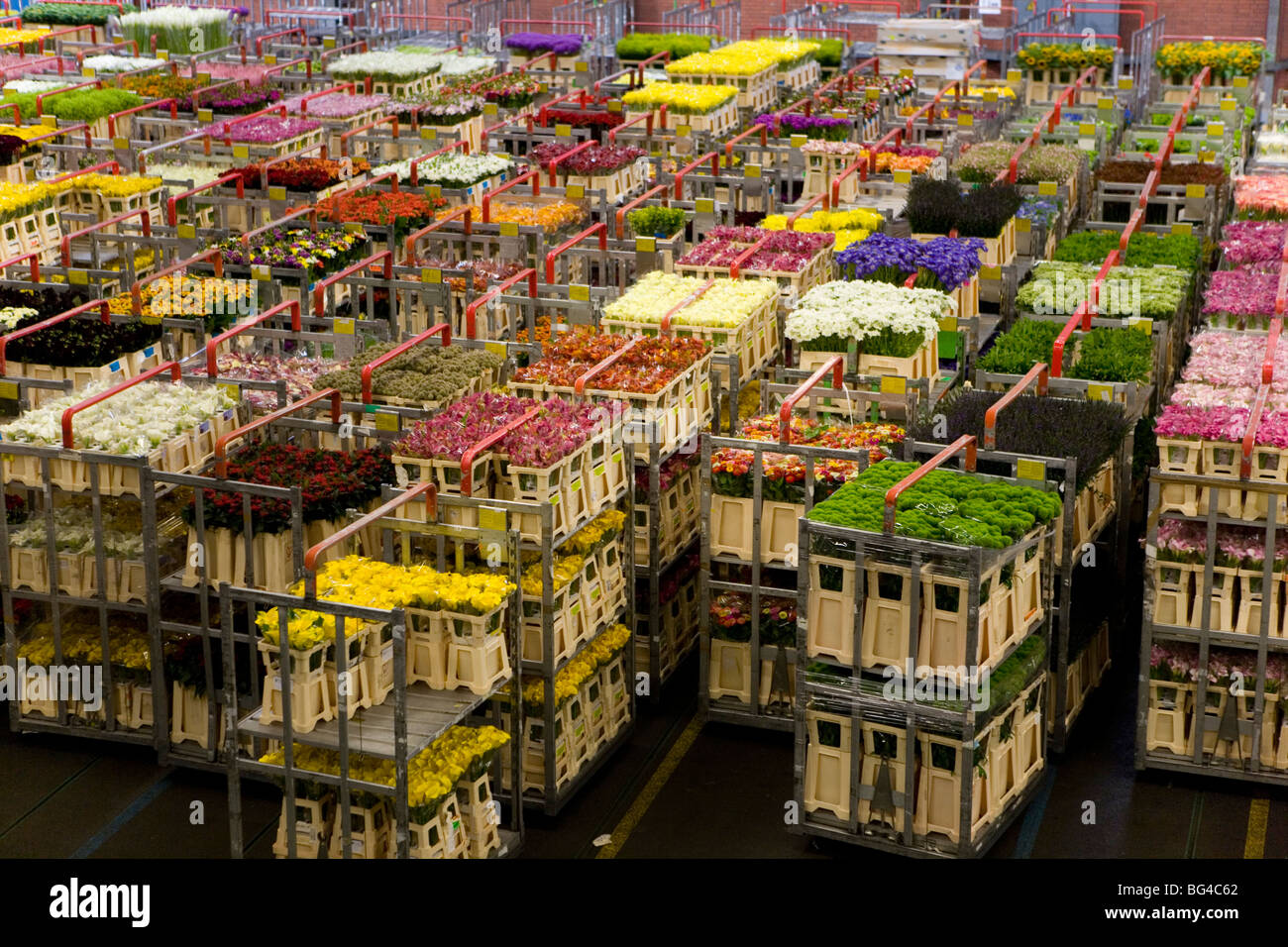 Asta dei fiori di Aalsmeer, una cooperativa di 6000 (fiore) gli agricoltori dei Paesi Bassi Foto Stock