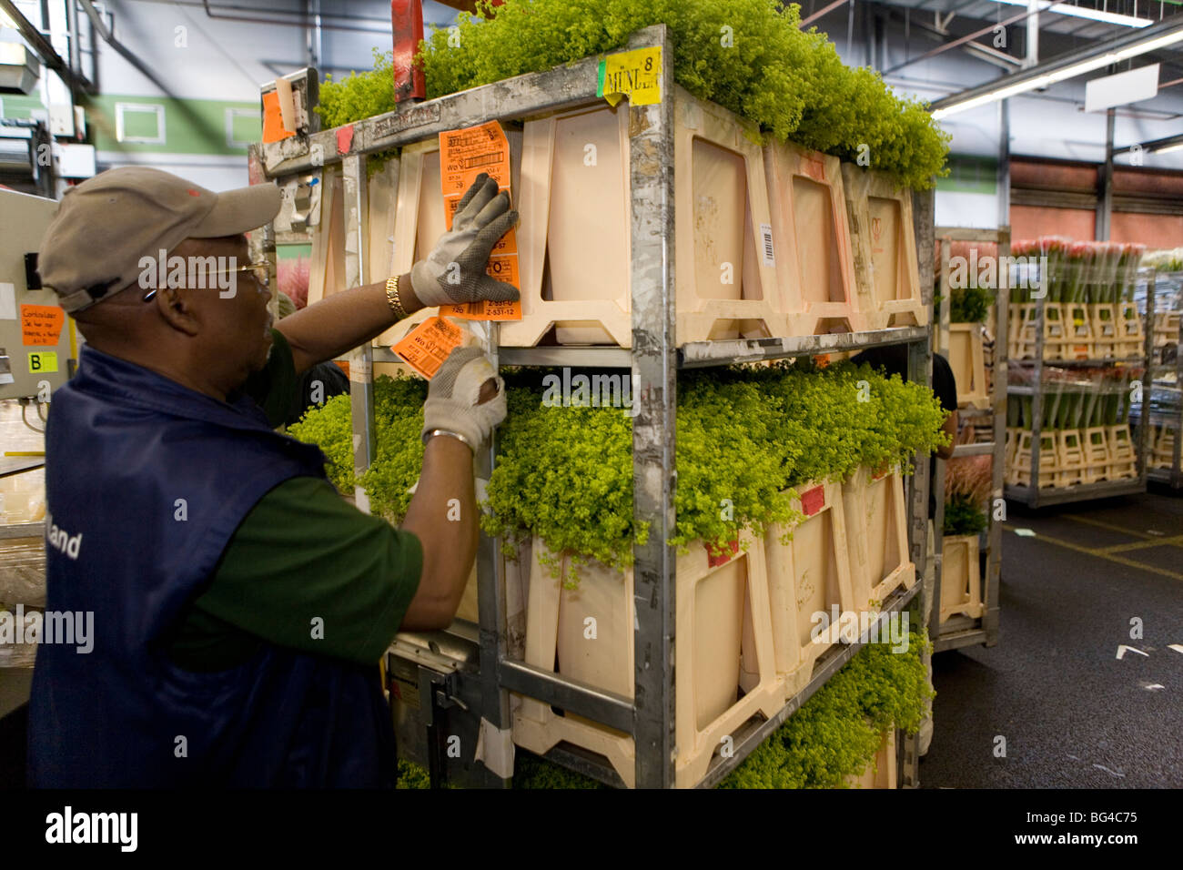 Asta dei fiori di Aalsmeer, una cooperativa di 6000 (fiore) gli agricoltori dei Paesi Bassi Foto Stock