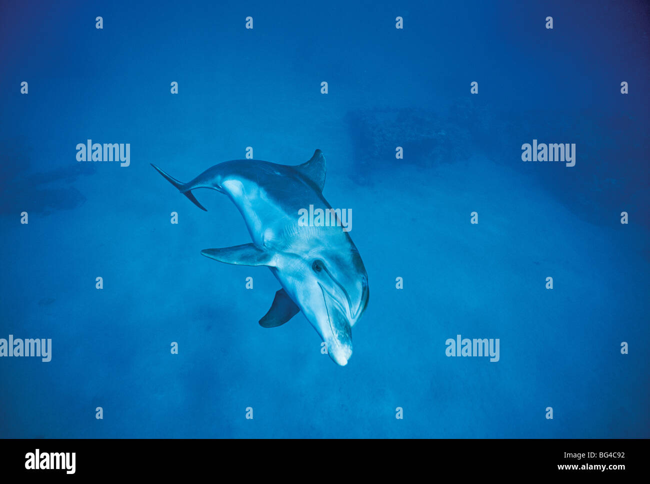 Il tursiope o delfino maggiore (Tursiops truncatus) nuoto, Dolphin Reef, Eilat, Israele - Mare Rosso. Foto Stock