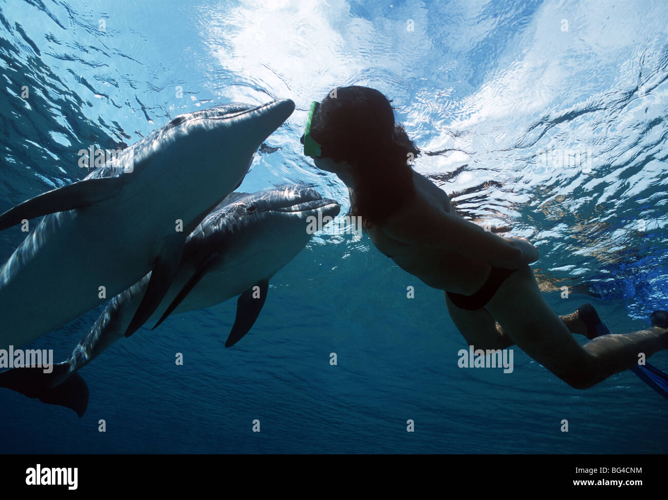 Dolphin trainer interagisce con i Delfini(Tursiops truncatus) in corrispondenza della superficie, Dolphin Reef, Eilat, Israele - Mare Rosso. Foto Stock