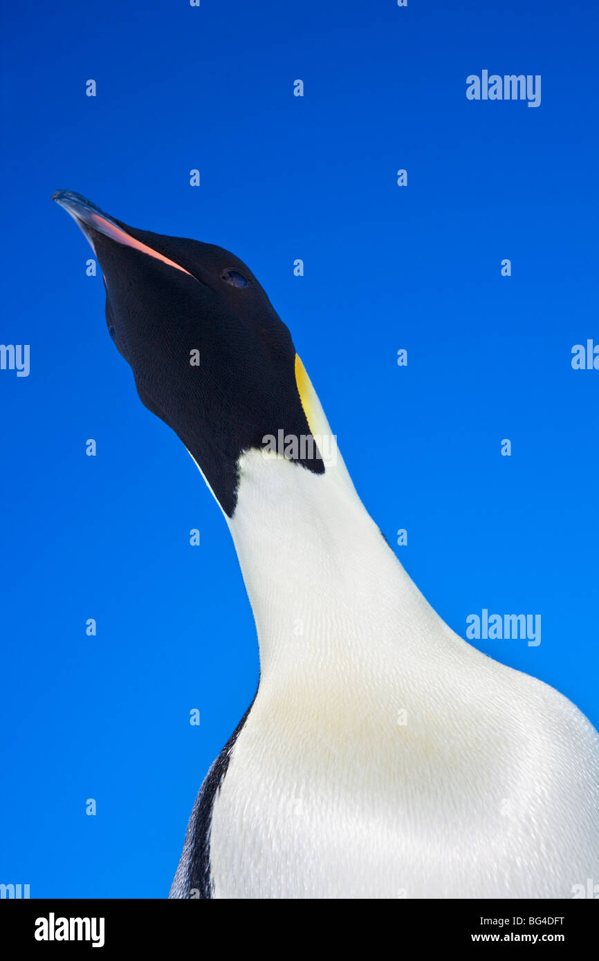 Adulto pinguino imperatore a snow hill island rookery, Antartide. Foto Stock