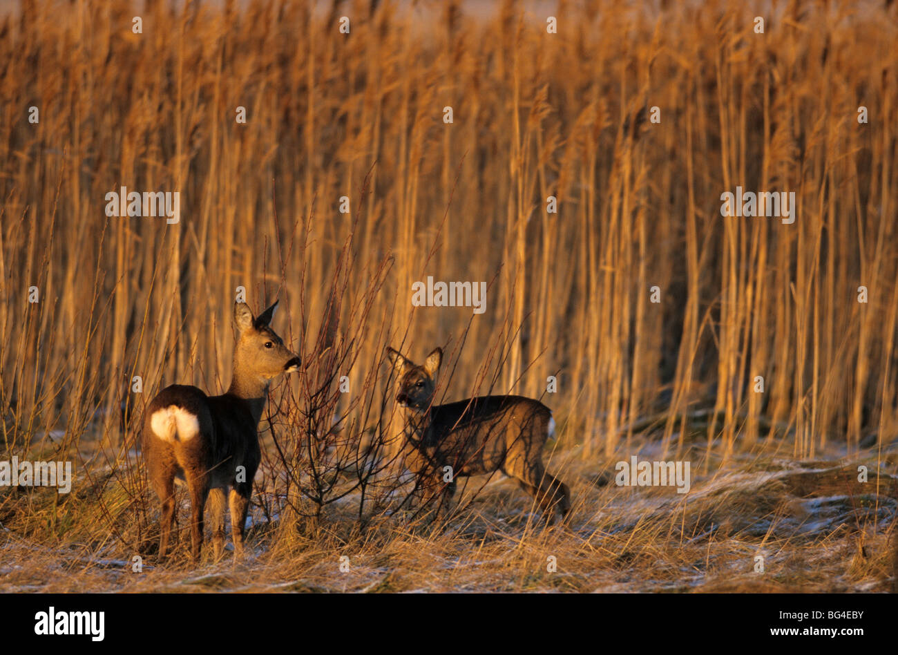 Capriolo, doe e fulvo, Capreolus capreolus Foto Stock