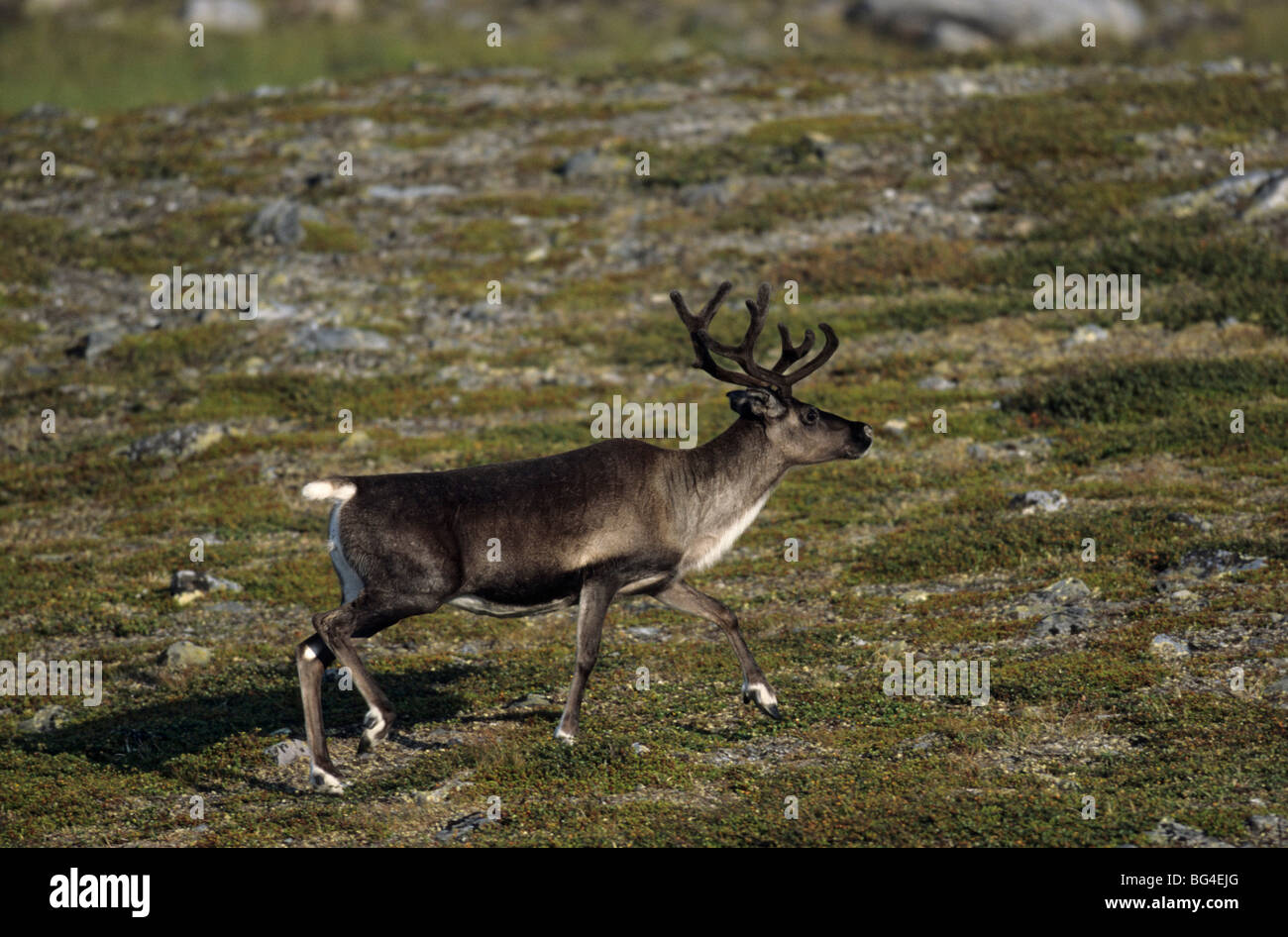 La renna, doe, rangifer tarandus, rangifer tarandus tarandus Foto Stock