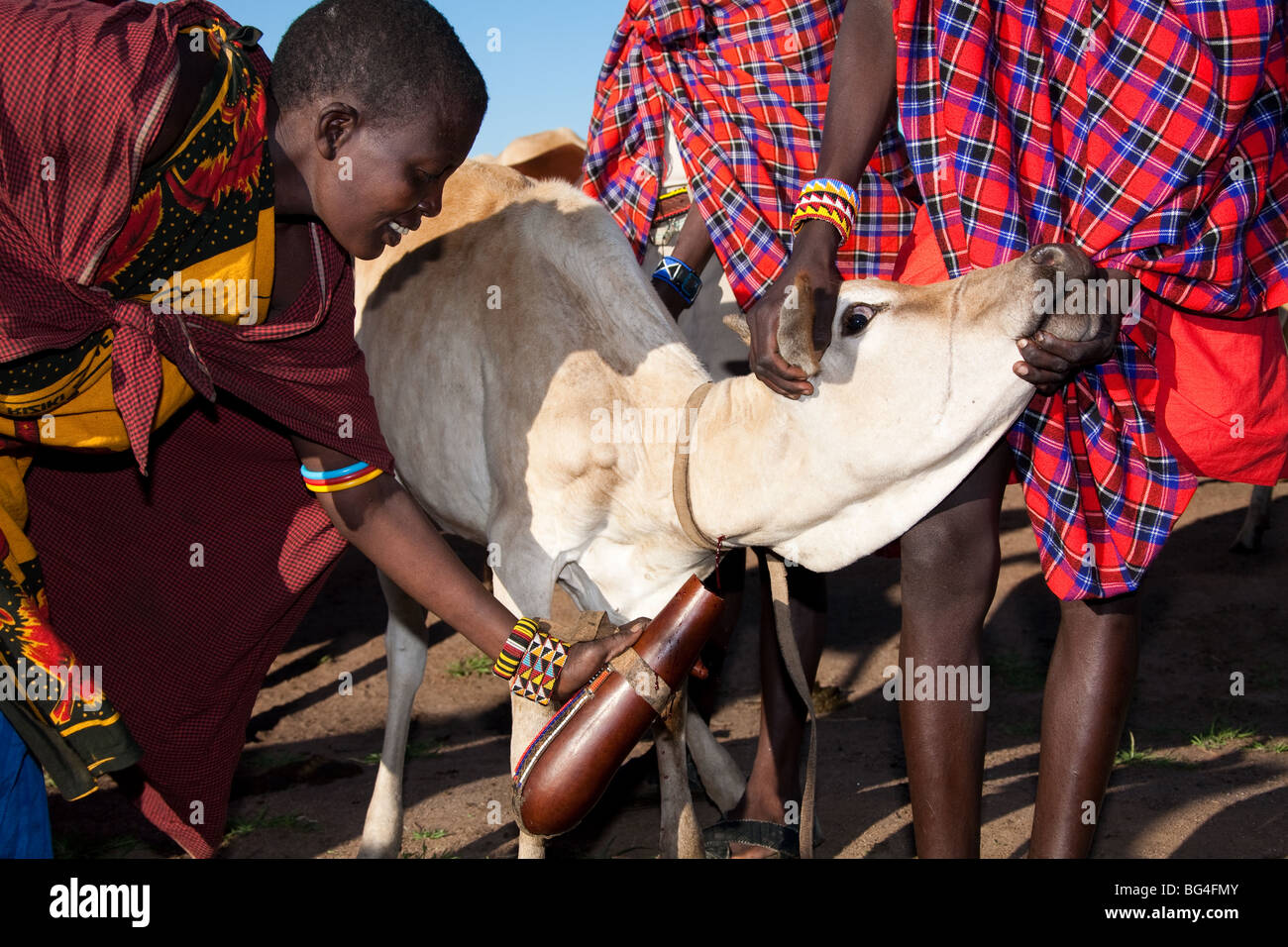 Giovane ragazzo africano riuniti alcuni bull il sangue in bottiglia per il national maasai drink - il latte con il sangue. Foto Stock