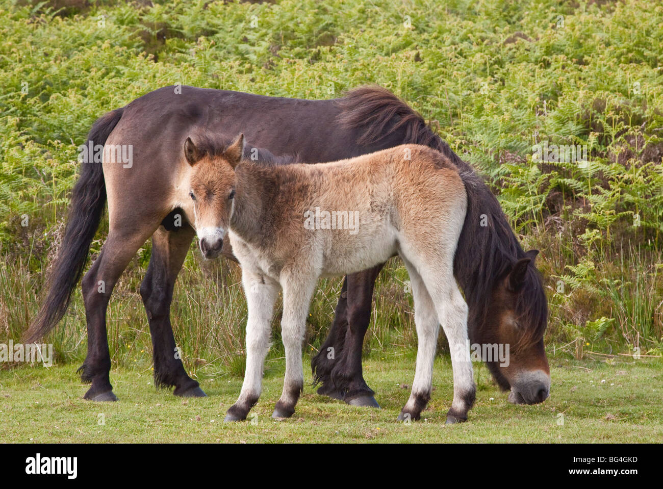 Exmoor puledro con la madre, il Parco Nazionale di Exmoor, Somerset, Inghilterra, Regno Unito Foto Stock
