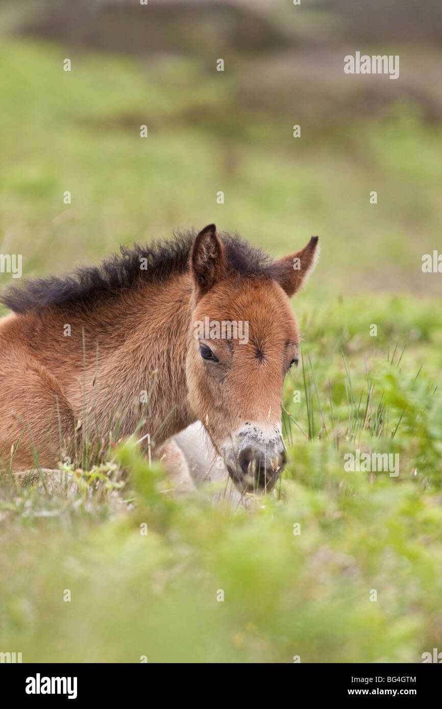 Exmoor puledro, Parco Nazionale di Exmoor, Somerset, Inghilterra, Regno Unito Foto Stock