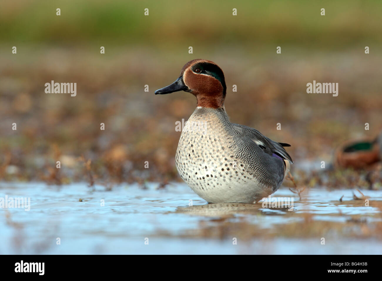 Teal, Anas crecca, maschio in acqua, Norfolk, Novembre 2009 Foto Stock