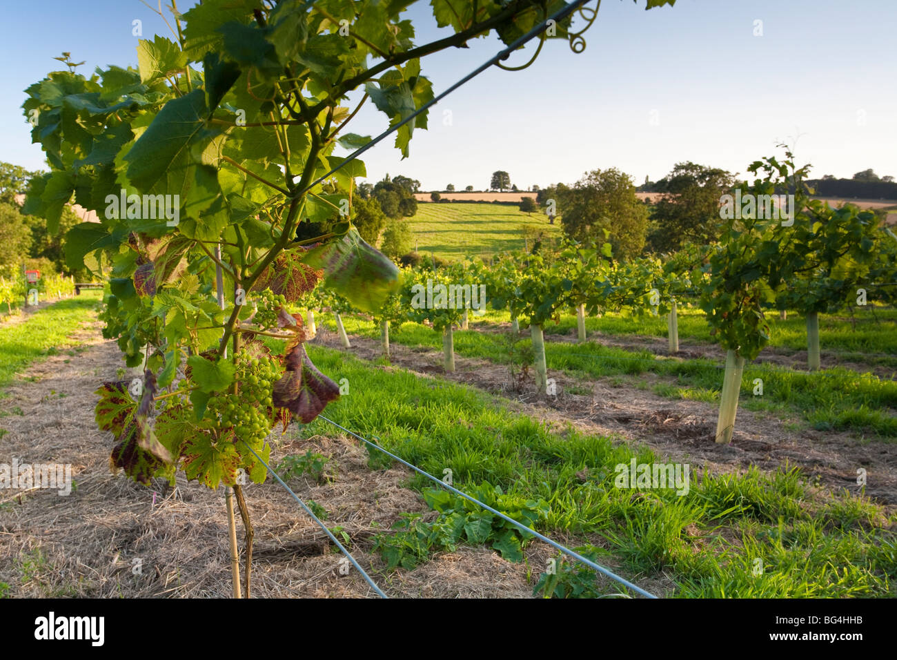 Vista di novellame di vigneti che crescono in Rutland. Foto Stock