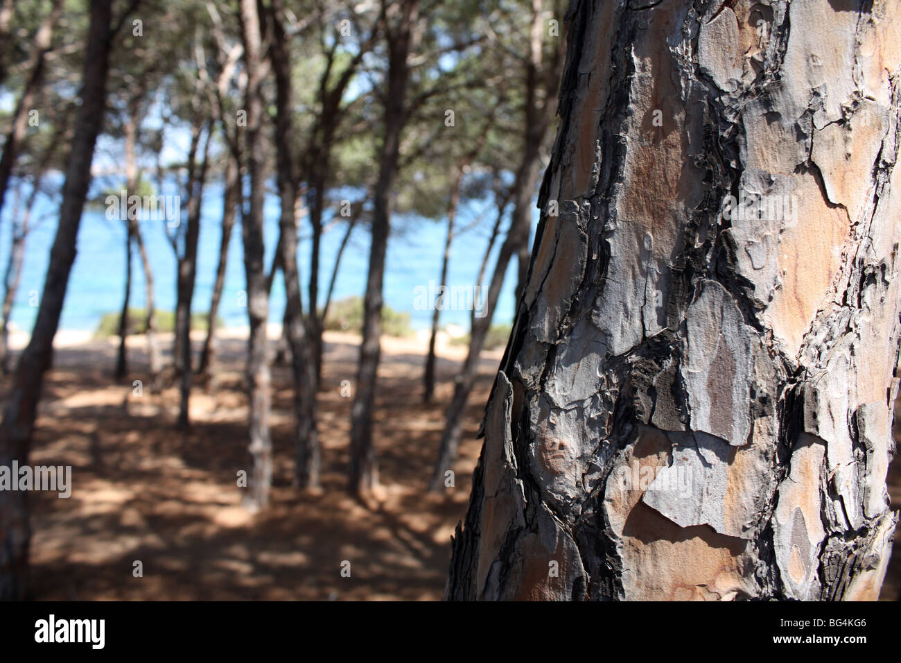 Alberi di pino fronte spiaggia Palau Sardegna Italia Foto Stock
