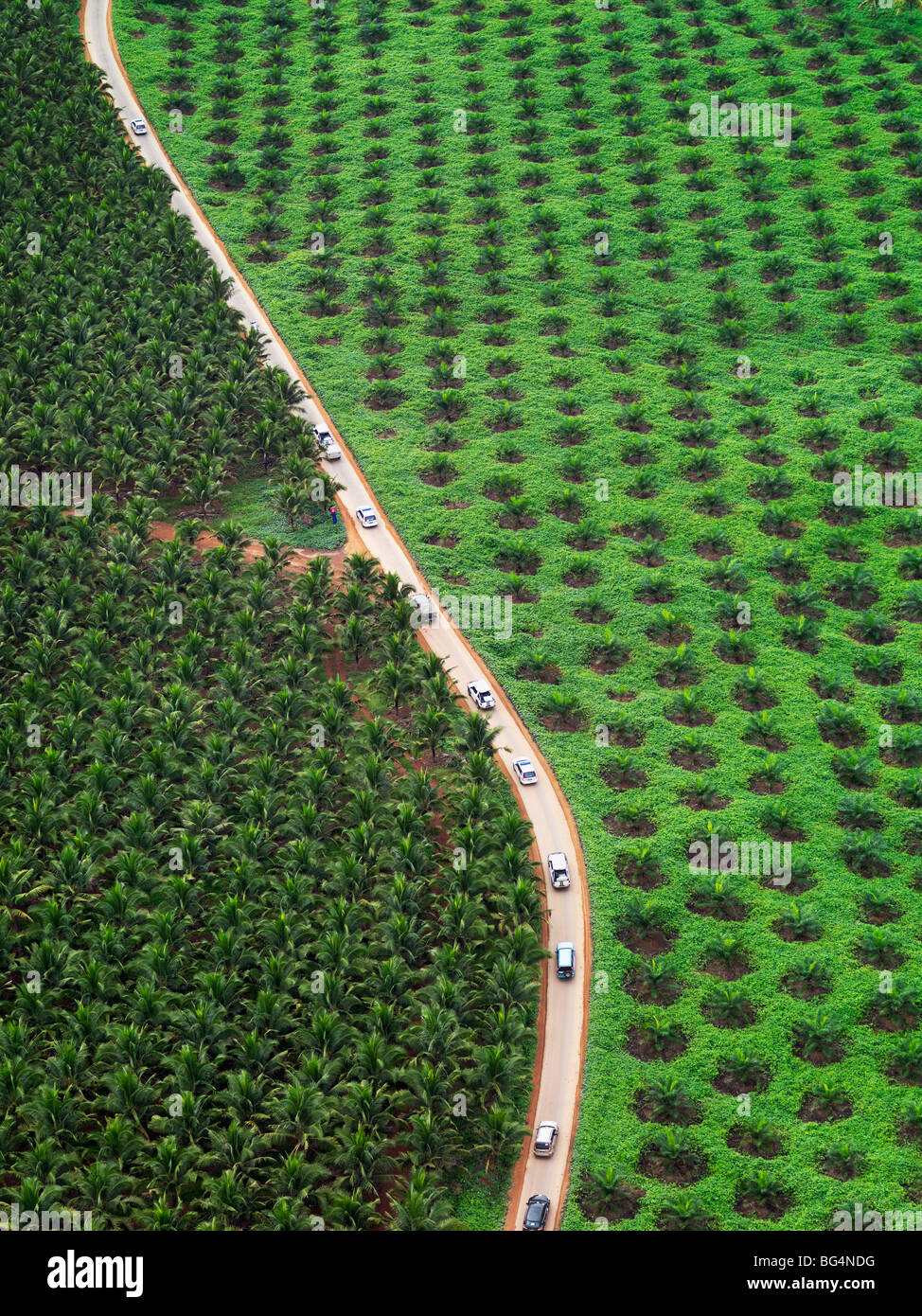 Una veduta aerea di una strada la dissezione di due Palm tree campi. Foto Stock