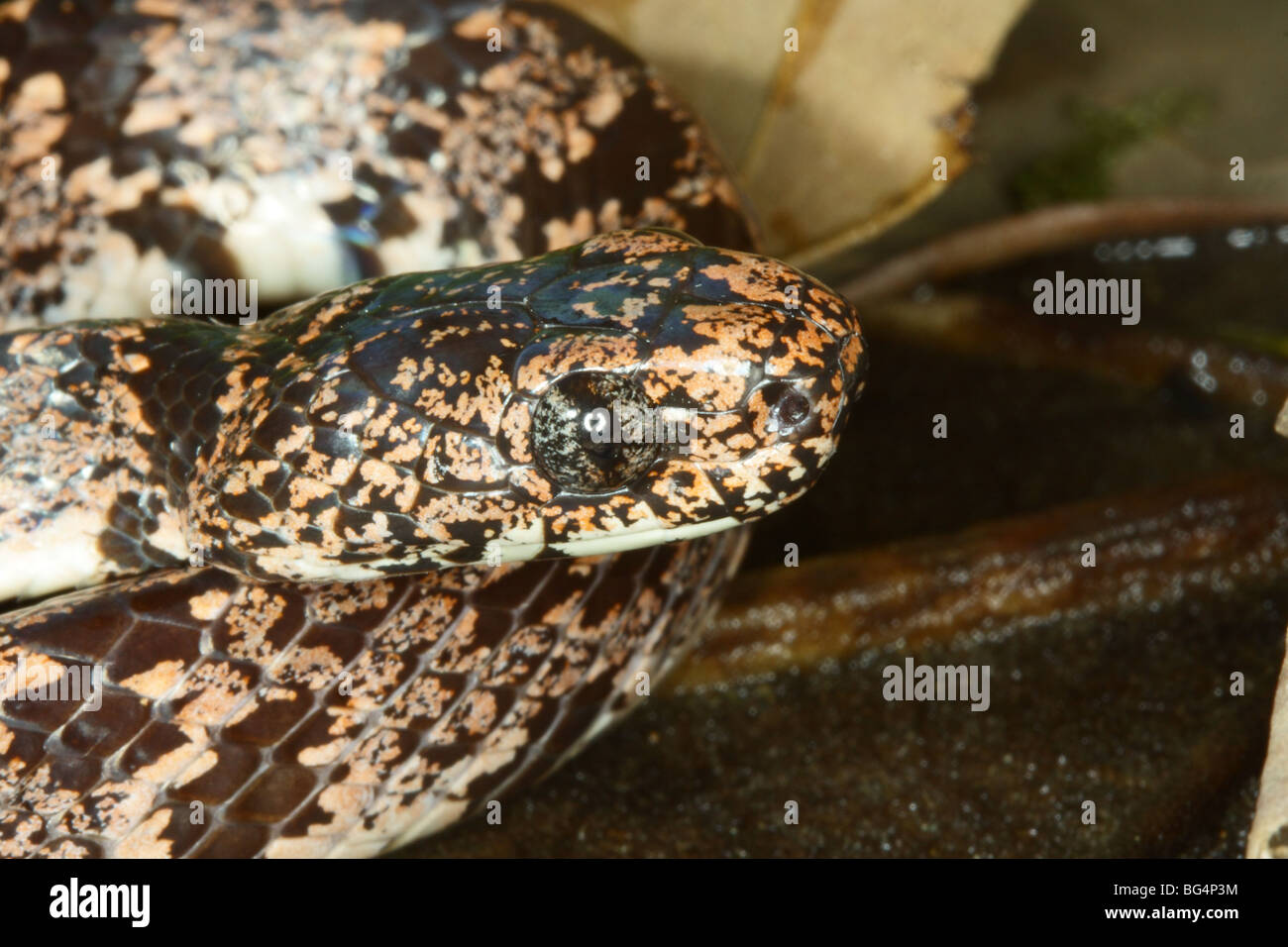 Nuvoloso Slug Eater Foto Stock