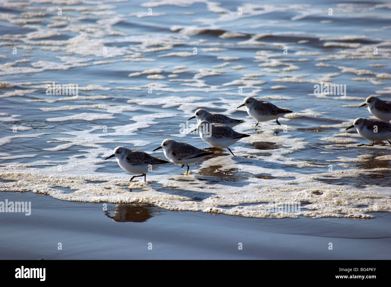 Sandpiper uccelli corrono fino la sabbia su un oceano beach Foto Stock