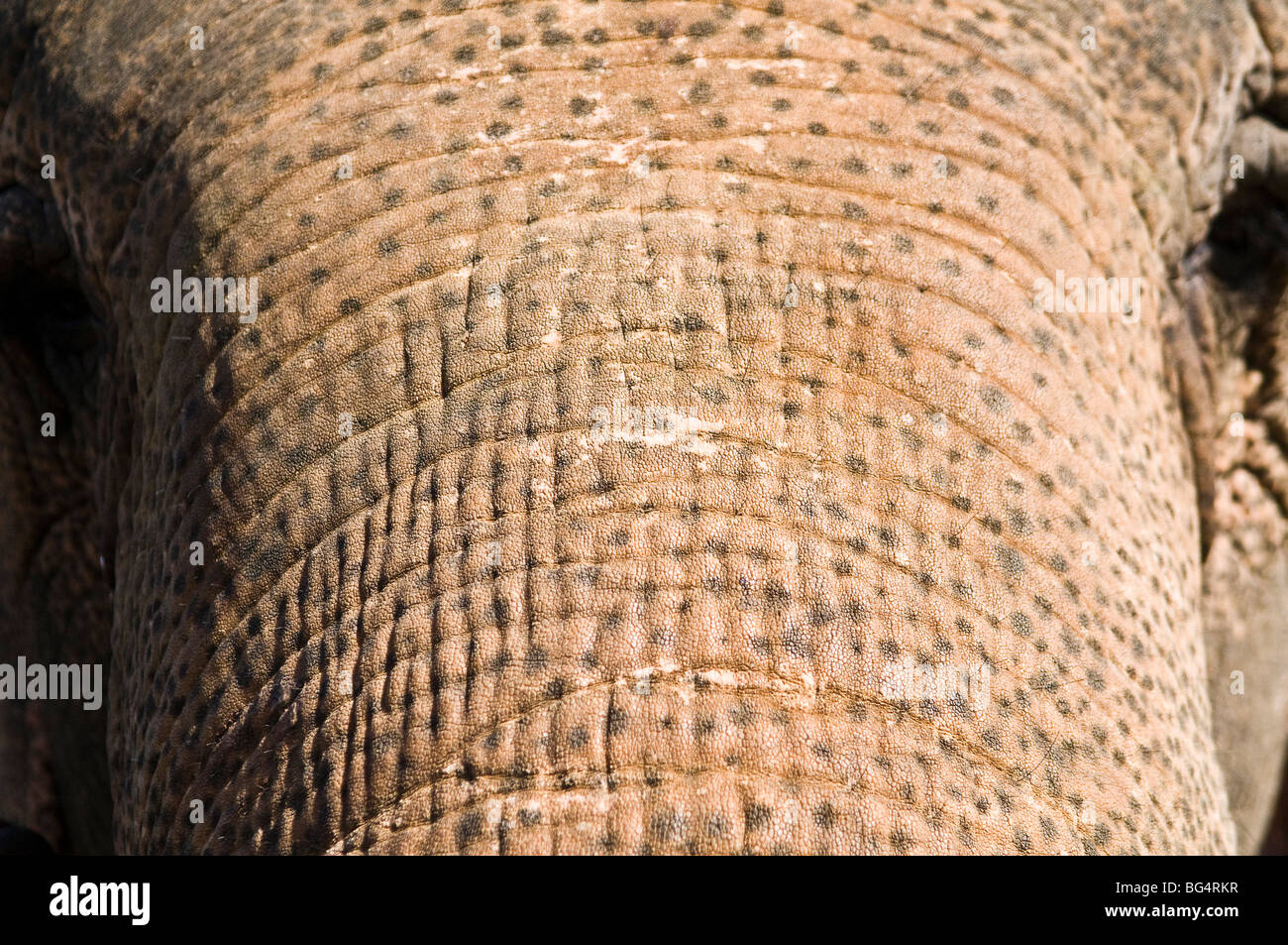 Elephant close up Foto Stock