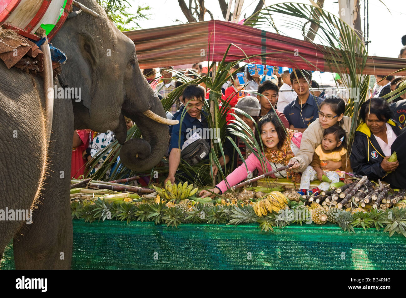 Gli elefanti gustare il famoso buffet di elefante durante il colorato Surin elephant roundup. Foto Stock
