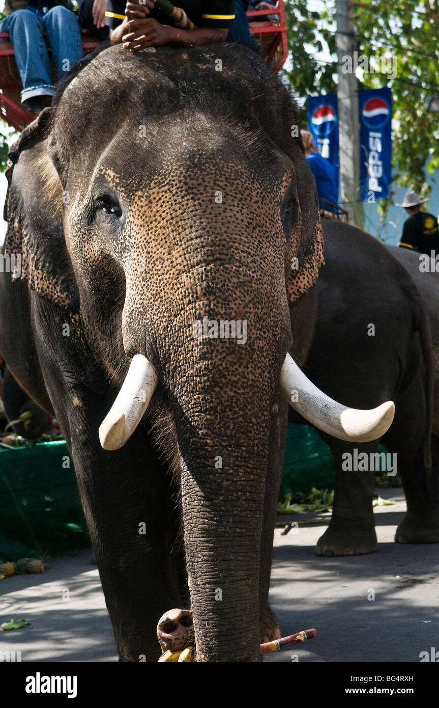 Un elefante taxi in Surin, Thailandia. Foto Stock
