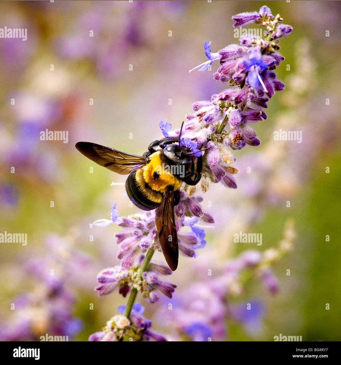 Bumble Bee su un fiore viola Foto Stock