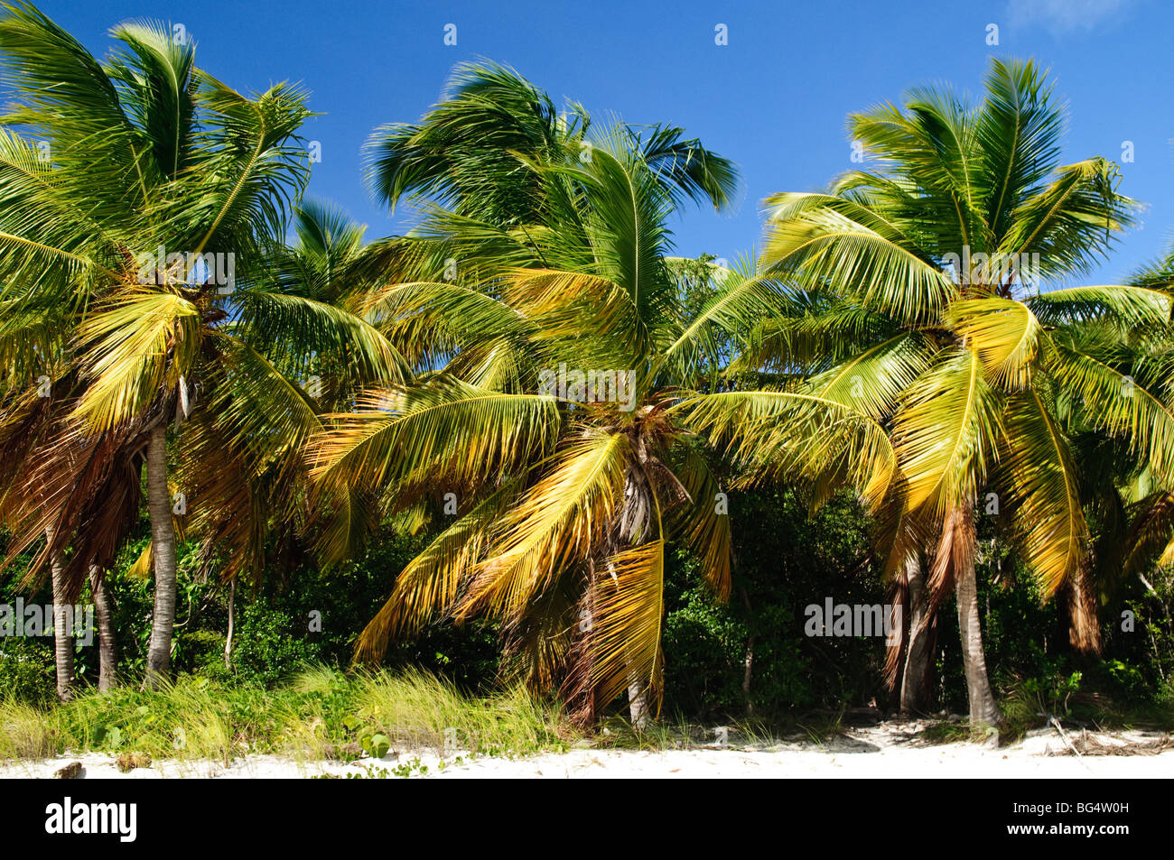 Recious Dollar Bar White Bay Jost Van Dyke Isole Vergini britanniche | JOST VAN DYKE, Isole Vergini britanniche - le palme da cocco si appoggiano sulla fitta linea di alberi di White Bay, la spiaggia meglio conosciuta come sede del Soggy Dollar Bar. La vegetazione orlata della baia e la sabbia bianca si trovano su un'isola ad arco vulcanico del Cretaceo tipica delle piccole Antille settentrionali, la sua foresta secca copre in gran parte intatta al di fuori delle tasche sviluppate. Foto Stock
