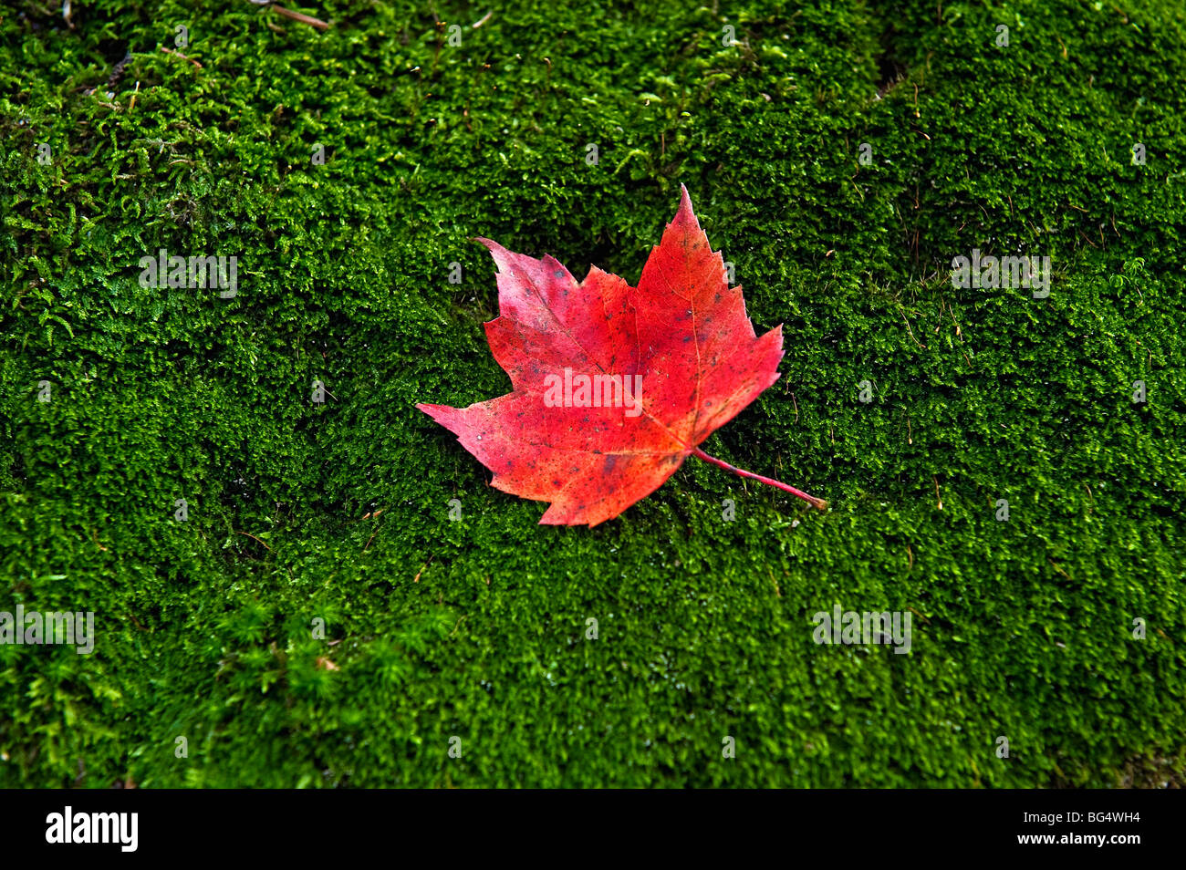 Red maple leaf su un letto di verde muschio. Foto Stock