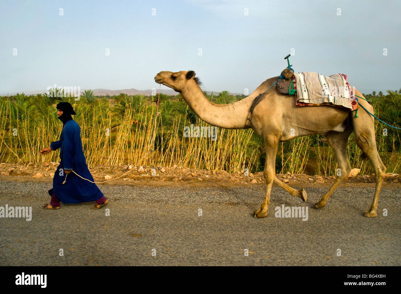 Berber uomo porta camel lungo una strada in Marocco, Africa del Nord Foto Stock