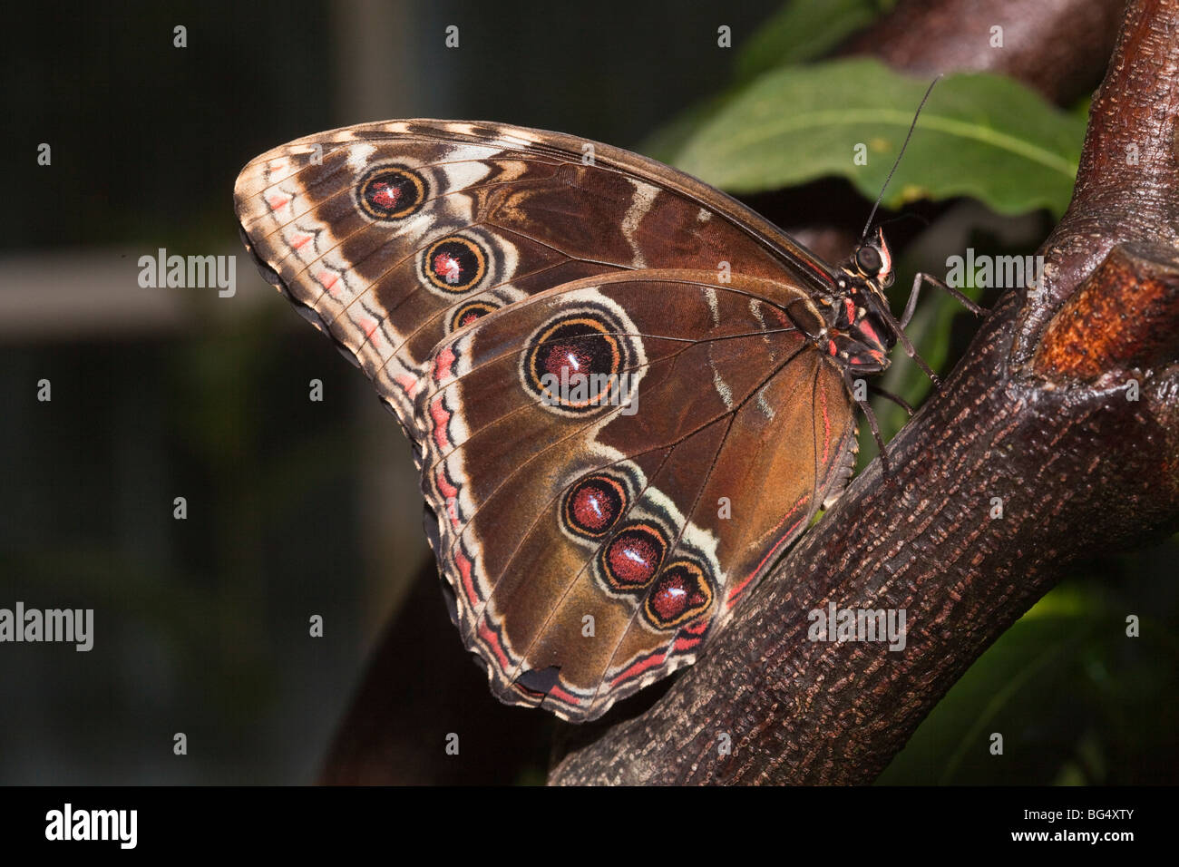 Vista laterale di Menelao Blue Morpho butterfly Foto Stock
