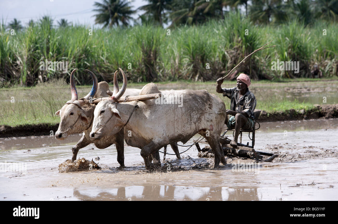 Il contadino arando un campo di riso usando il tradizionale buoi aratro trainato, India Foto Stock