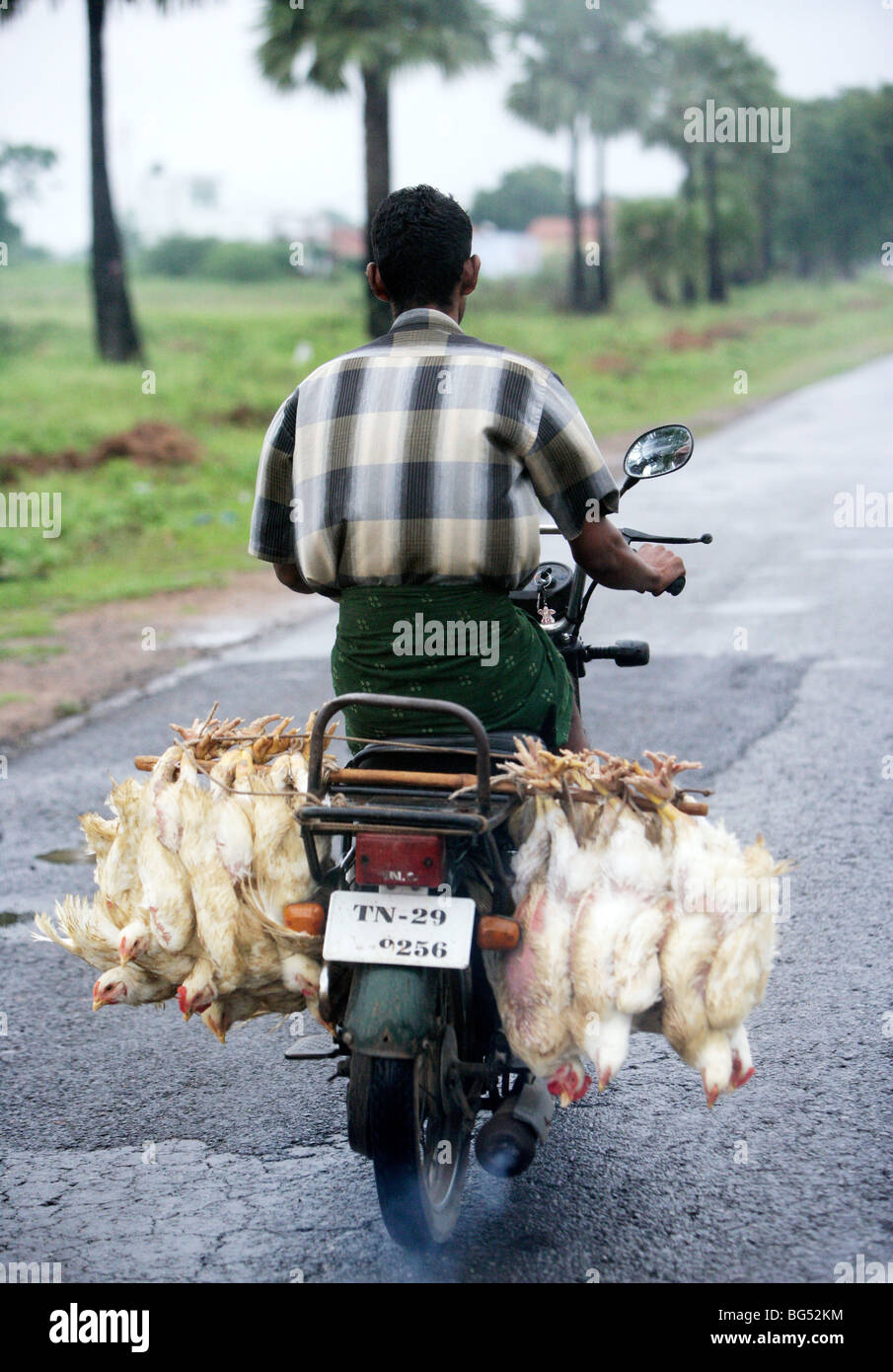 Pollo vivente appendere su un ciclo motore, Tamil Nadu, India Foto Stock