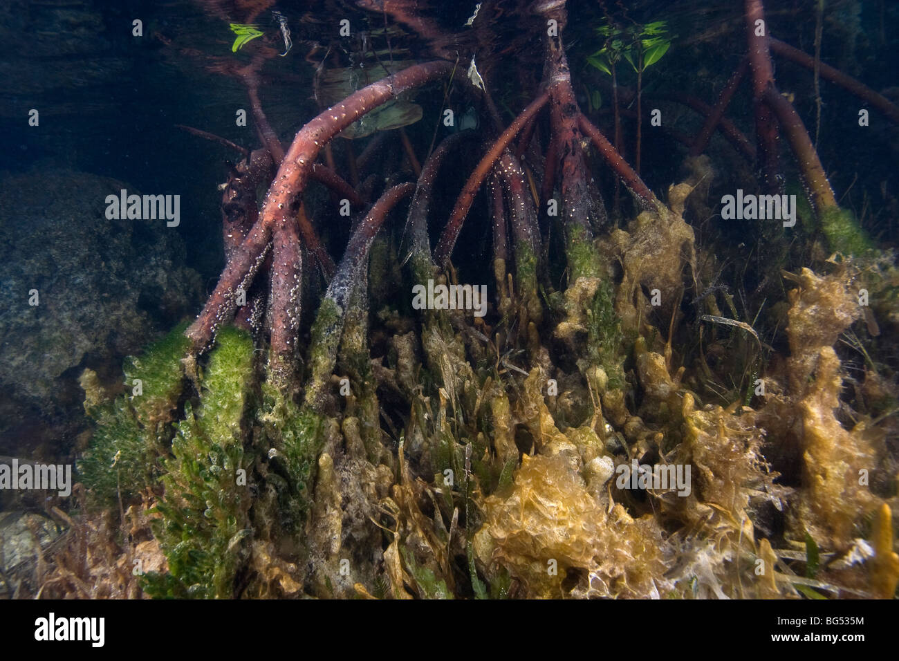 Red mangrovie che serve Host per la vita marina, Rhizophora mangle, Florida Keys National Marine Sanctuary, Florida, Stati Uniti d'America Foto Stock