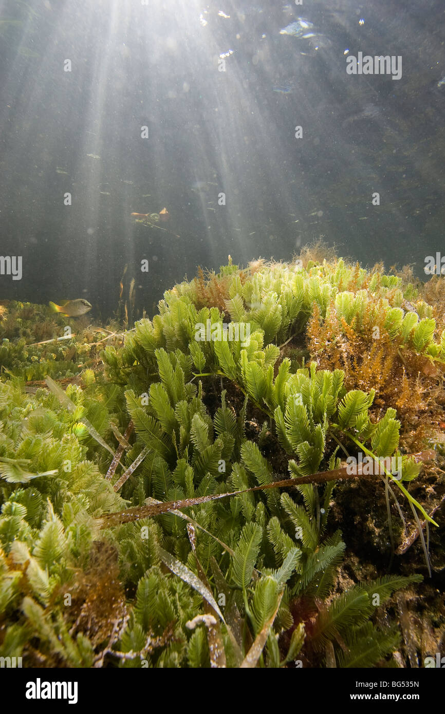 Piuma verde Alghe, Caulerpa sertularioides, Florida Keys National Marine Sanctuary, Florida, Stati Uniti d'America Foto Stock