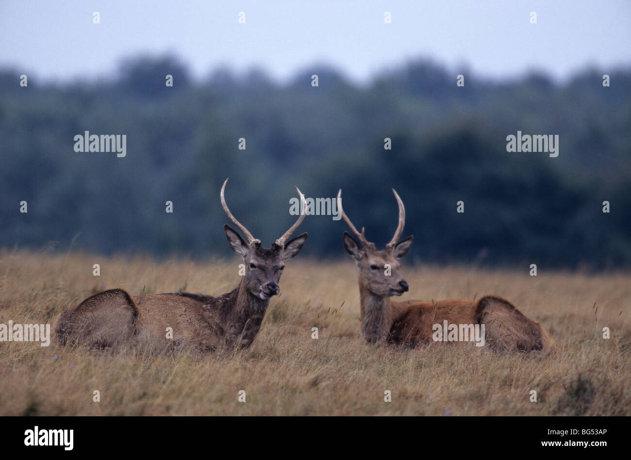 Cervi, tori con corna di velluto, Cervus elaphus Foto Stock