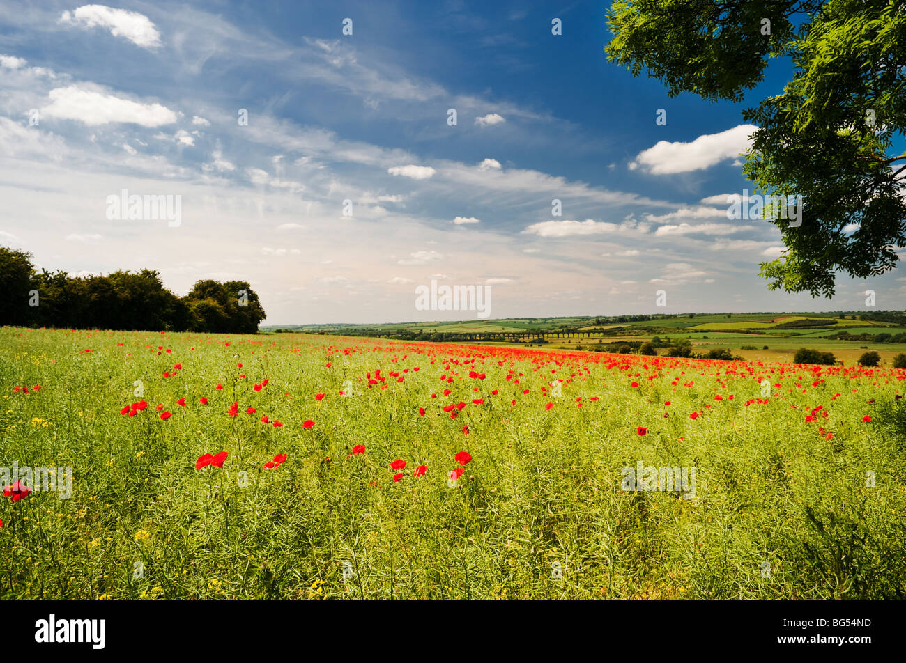 Campo di papavero affacciato sul Harringworth viadotto ferroviario attraverso il Fiume Welland valle tra il Northamptonshire e Rutland Foto Stock