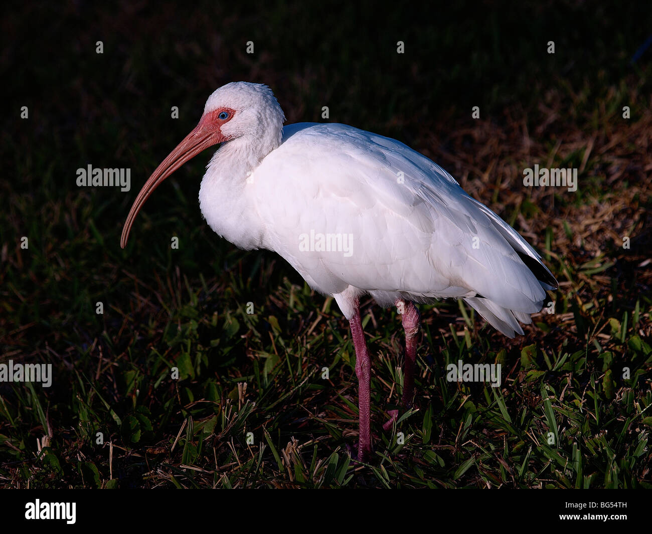 FLORIDA WHITE IBIS Eucocimus albus Foto Stock