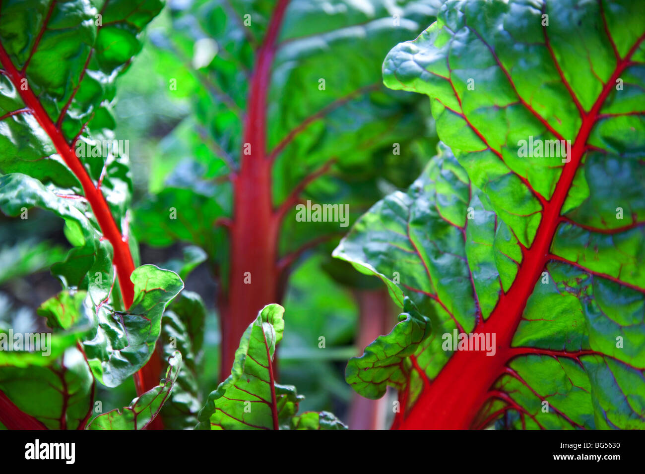 Le bietole. Fresche foglie verdi evidenziando il colore rosso brillante stelo di questo vegetale sano. Foto Stock